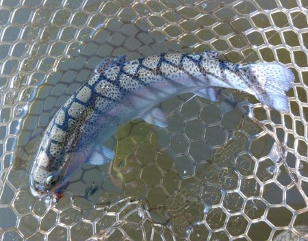 大安トラウトレイク釣果